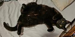 Lost Male Cat last seen Aspen apmts, Spokane Valley, WA 99037