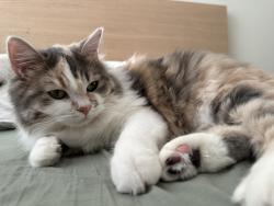 Lost Female Cat last seen Tobruk ave & Burwood road, Belmore, NSW 2192