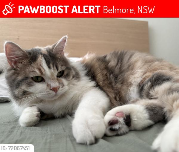 Lost Female Cat last seen Tobruk ave & Burwood road, Belmore, NSW 2192