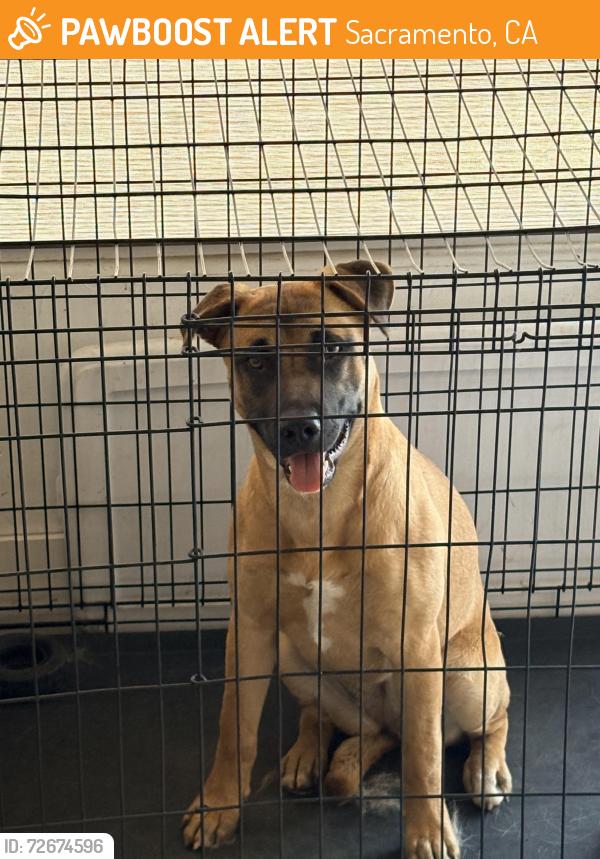 Found/Stray Female Dog last seen Marysville Blvd. , Sacramento, CA 95838
