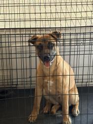 Found/Stray Female Dog last seen Marysville Blvd. , Sacramento, CA 95838
