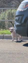 Lost Female Dog last seen Fench line/ Blanco Vista Neighborhood San Marcos Texas , San Marcos, TX 78666