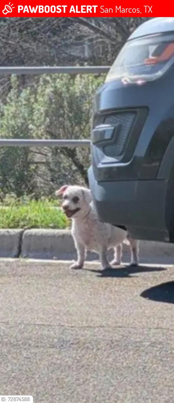 Lost Female Dog last seen Fench line/ Blanco Vista Neighborhood San Marcos Texas , San Marcos, TX 78666