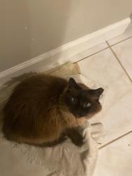 Lost Female Cat last seen Jupiter landings Dr and anchor Dr , Jupiter, FL 33458