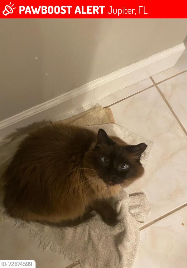 Lost Female Cat last seen Jupiter landings Dr and anchor Dr , Jupiter, FL 33458
