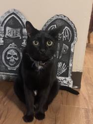 Lost Male Cat last seen Lake Erie College of Osteopathic Medicine, Erie, PA 16508