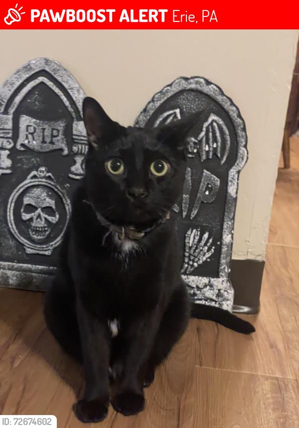 Lost Male Cat last seen Lake Erie College of Osteopathic Medicine, Erie, PA 16508