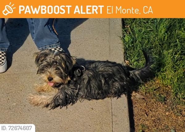 Found/Stray Female Dog last seen Mt. View Park, El Monte, CA 91732