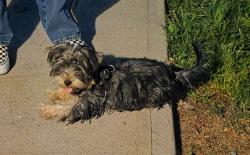 Found/Stray Female Dog last seen Mt. View Park, El Monte, CA 91732