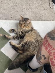 Lost Male Cat last seen Near Lockhill Selma Rd San Antonio TX 78213 United States, Castle Hills, TX 78213