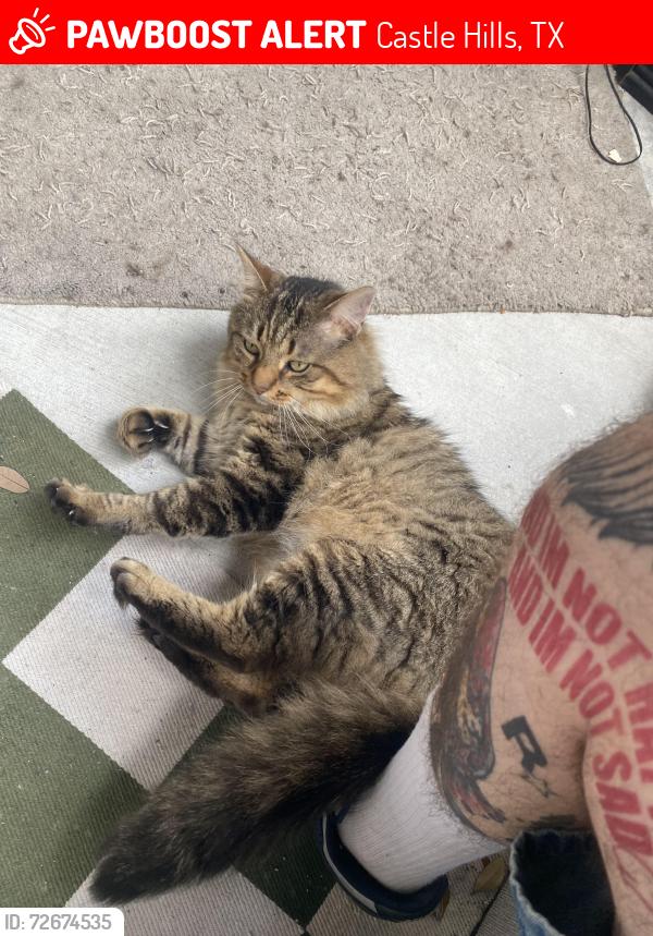 Lost Male Cat last seen Near Lockhill Selma Rd San Antonio TX 78213 United States, Castle Hills, TX 78213