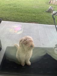 Lost Male Dog last seen Creekside ranch community , Richmond, TX 77406