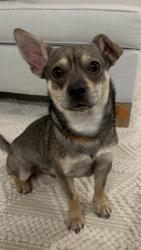 Found/Stray Male Dog last seen Virtuo Springs, Spring, TX 77388