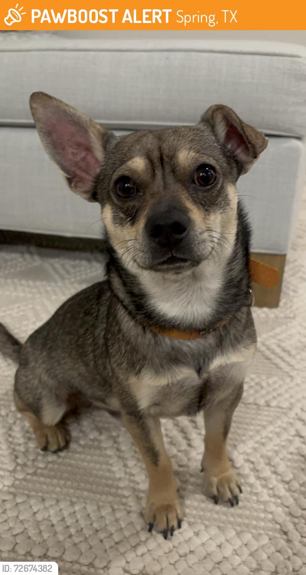 Found/Stray Male Dog last seen Virtuo Springs, Spring, TX 77388