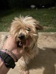 Found/Stray Female Dog last seen La Sierra and Colette, Riverside, CA 92505