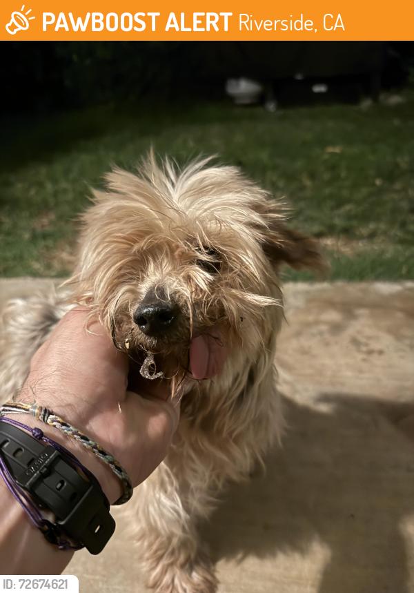 Found/Stray Female Dog last seen La Sierra and Colette, Riverside, CA 92505