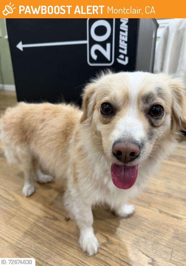Found/Stray Male Dog last seen 5th street and Benson ave, Montclair, CA 91763