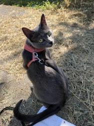 Lost Female Cat last seen Near Chase bank, San Antonio, TX 78210