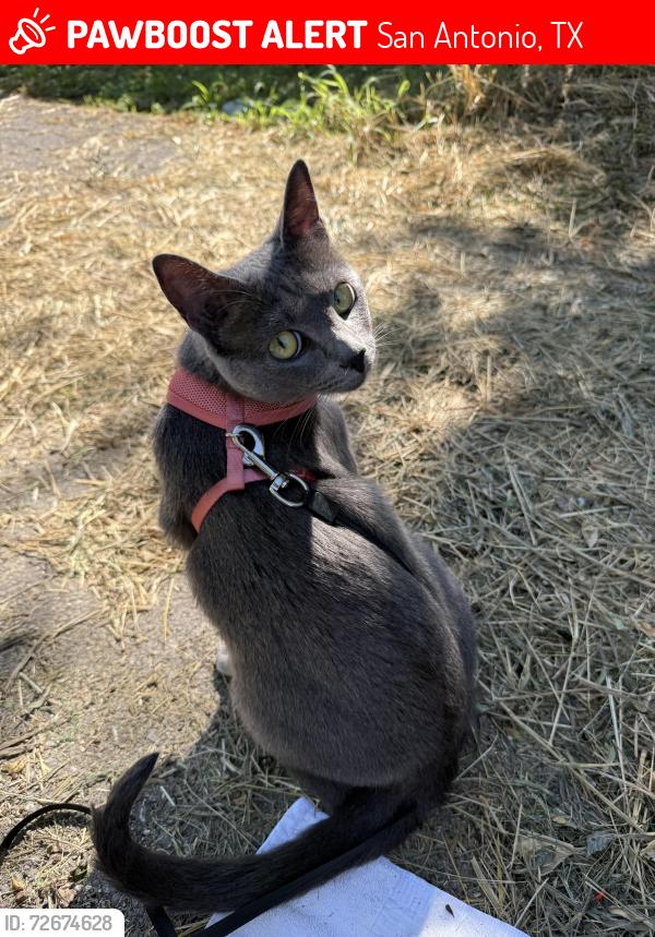 Lost Female Cat last seen Near Chase bank, San Antonio, TX 78210