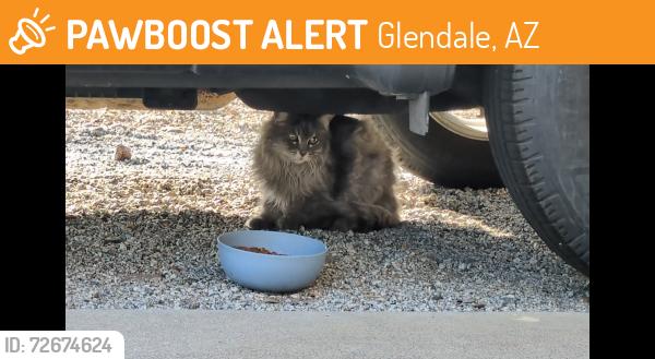 Found/Stray Unknown Cat last seen 83rd Ave and Maryland Ave , Glendale, AZ 85303