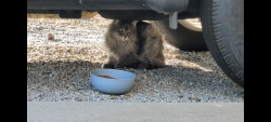 Found/Stray Unknown Cat last seen 83rd Ave and Maryland Ave , Glendale, AZ 85303