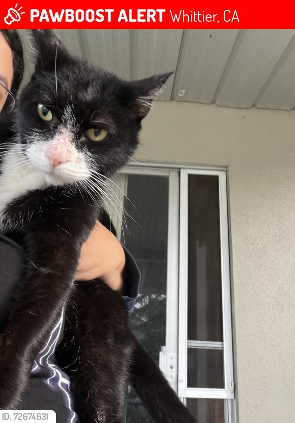 Lost Male Cat last seen Elden and La curta, Whittier, CA 90605