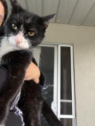 Lost Male Cat last seen Elden and La curta, Whittier, CA 90605