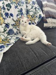 Lost Male Cat last seen 40th W and L8, Quartz Hill, CA 93536