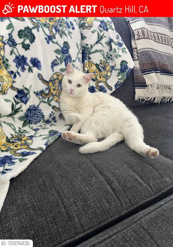 Lost Male Cat last seen 40th W and L8, Quartz Hill, CA 93536