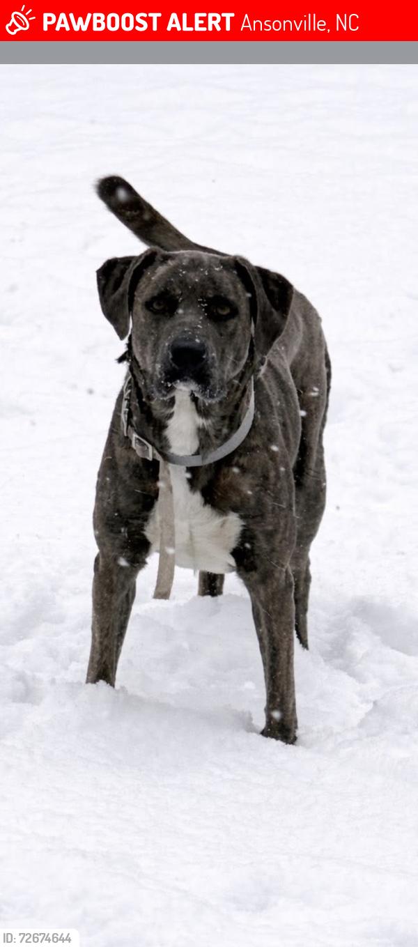 Lost Female Dog last seen Near ridge st , Ansonville, NC 28170