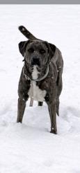 Lost Female Dog last seen Near ridge st , Ansonville, NC 28170