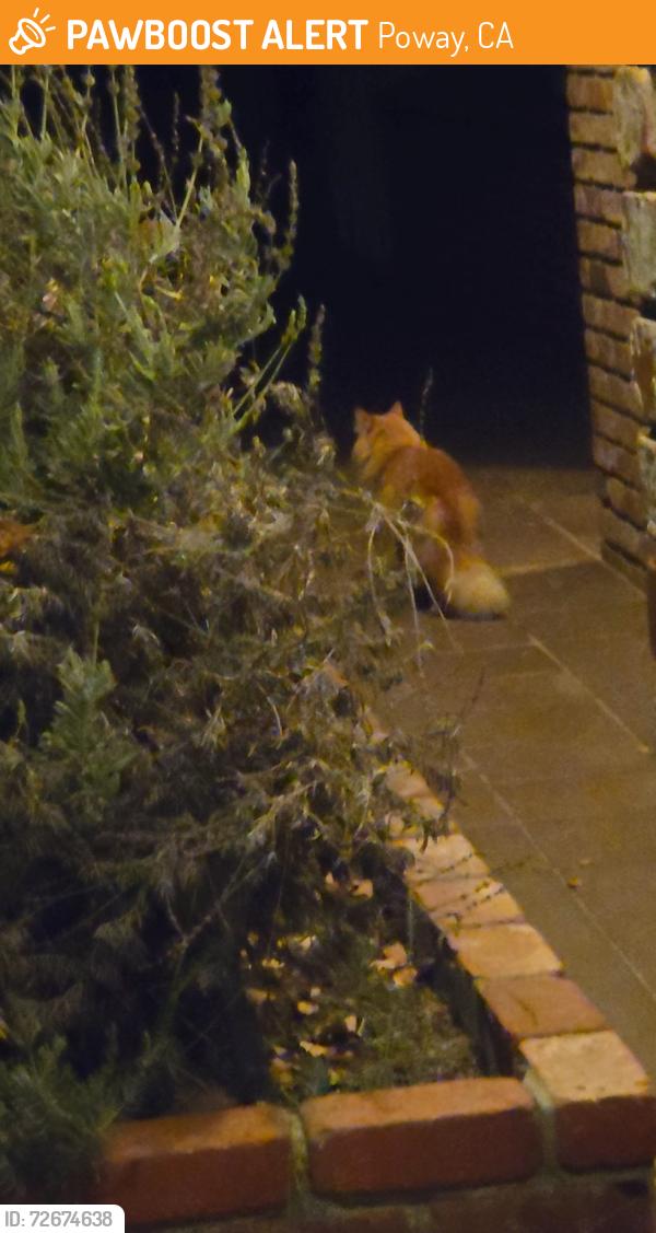 Found/Stray Unknown Cat last seen Carriage road, Poway, CA 92064