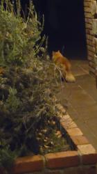 Found/Stray Unknown Cat last seen Carriage road, Poway, CA 92064