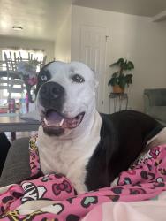 Lost Female Dog last seen 23rd ave, Rio Rancho, NM 87124