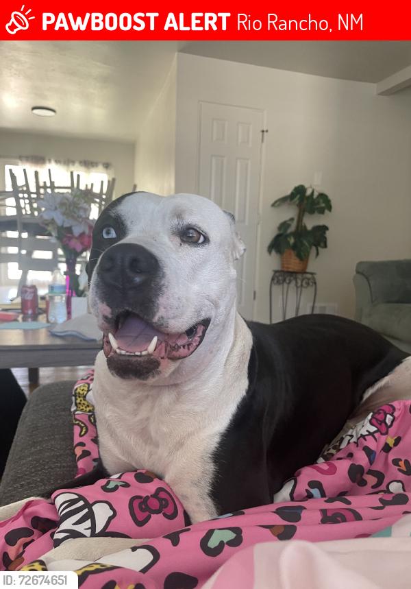 Lost Female Dog last seen 23rd ave, Rio Rancho, NM 87124