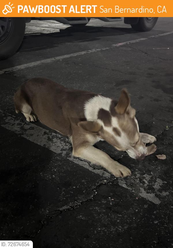 Found/Stray Female Dog last seen Sierra, San Bernardino, CA 92407