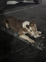 Found/Stray Female Dog last seen Sierra, San Bernardino, CA 92407