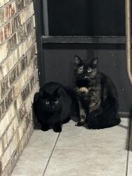 Found/Stray Male Cat last seen ridgewood ave , Holly Hill, FL 32117