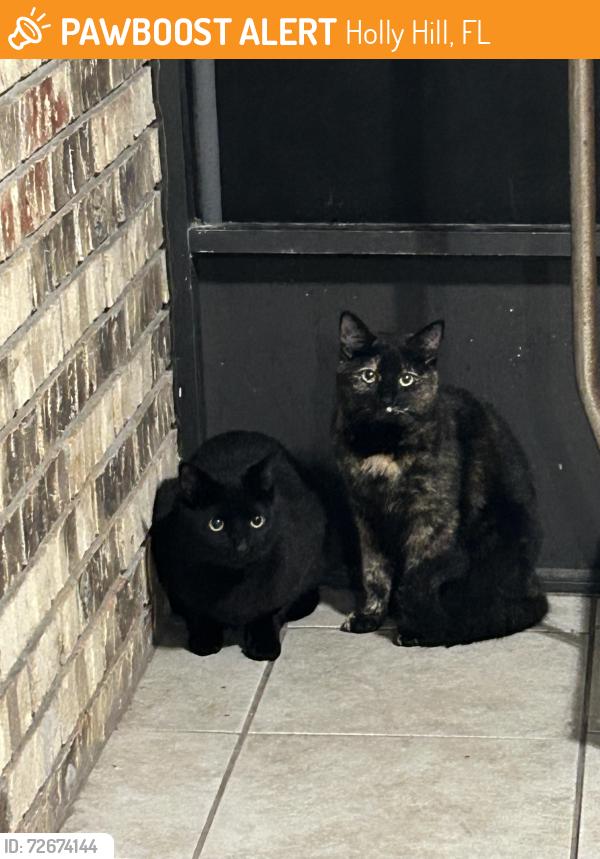 Found/Stray Male Cat last seen ridgewood ave , Holly Hill, FL 32117
