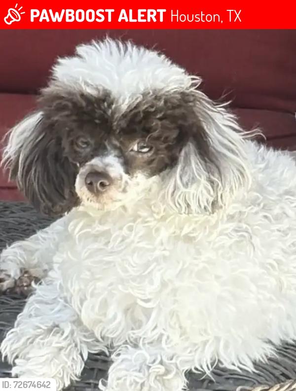 Lost Female Dog last seen Benthos and Old Richmond Rd, Houston, TX 77083