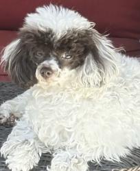 Lost Female Dog last seen Benthos and Old Richmond Rd, Houston, TX 77083