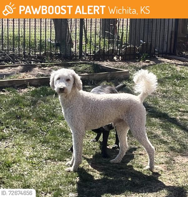 Found/Stray Male Dog last seen Pawnee and Wheatland St, Wichita, KS 67235