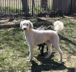 Found/Stray Male Dog last seen Pawnee and Wheatland St, Wichita, KS 67235