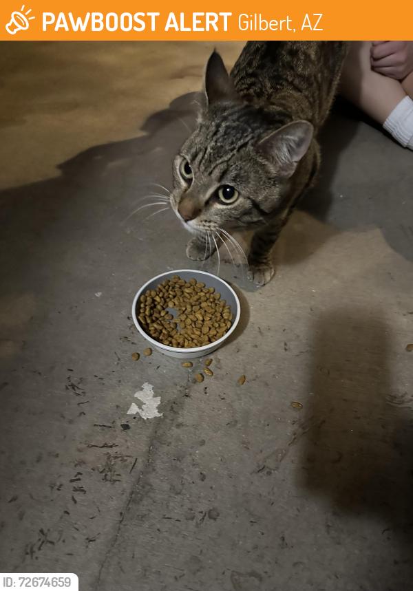 Found/Stray Male Cat last seen Gilbert and Williams Field, Gilbert, AZ 85295