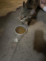 Found/Stray Male Cat last seen Gilbert and Williams Field, Gilbert, AZ 85295