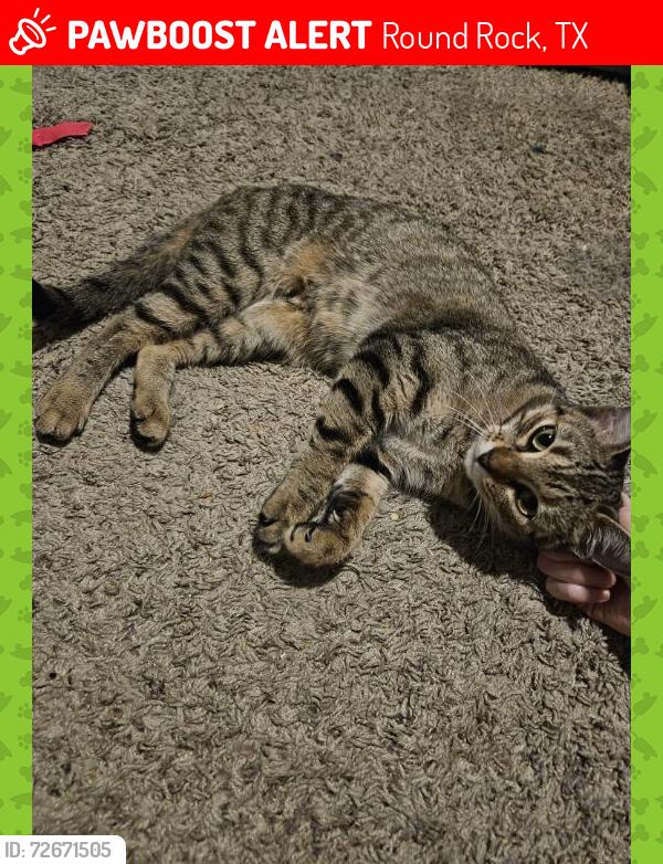 Lost Female Cat last seen Sunrise rd and university blvd, Round Rock, TX 78665