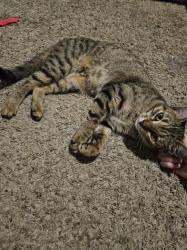 Lost Female Cat last seen Sunrise rd and university blvd, Round Rock, TX 78665