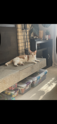 Lost Male Cat last seen beech st and elm st, Farmington, MN 55024