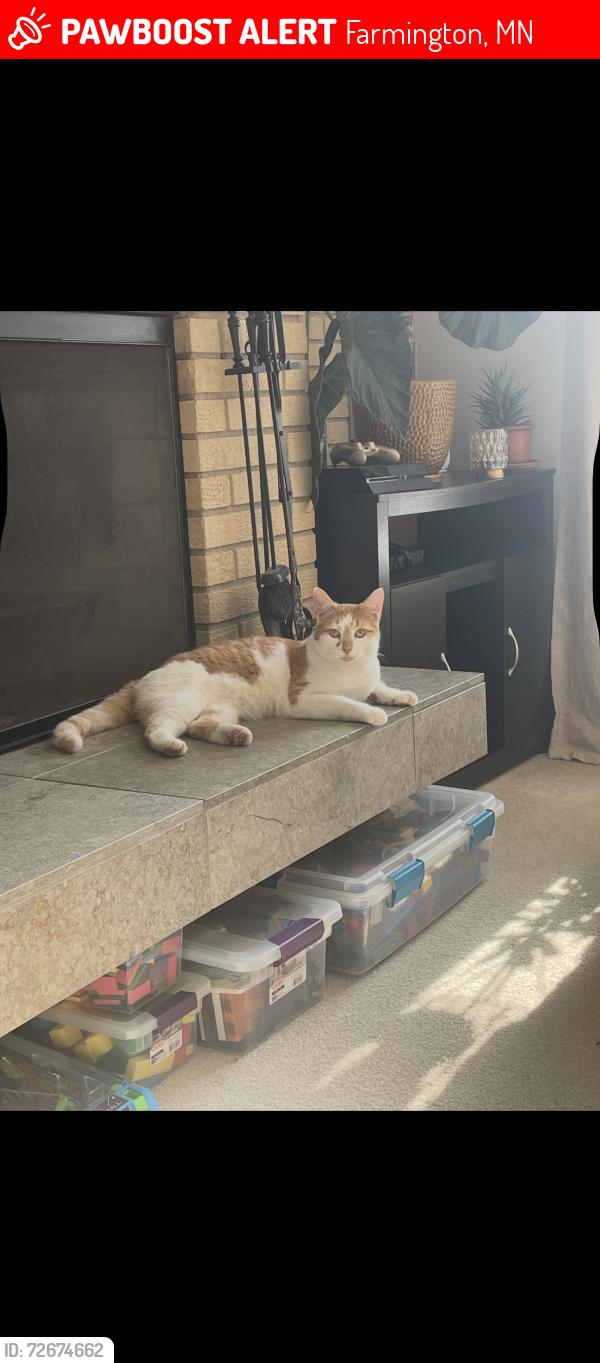 Lost Male Cat last seen beech st and elm st, Farmington, MN 55024