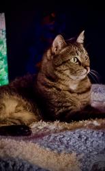 Lost Male Cat last seen Martin & Carolina , Naples, FL 34113